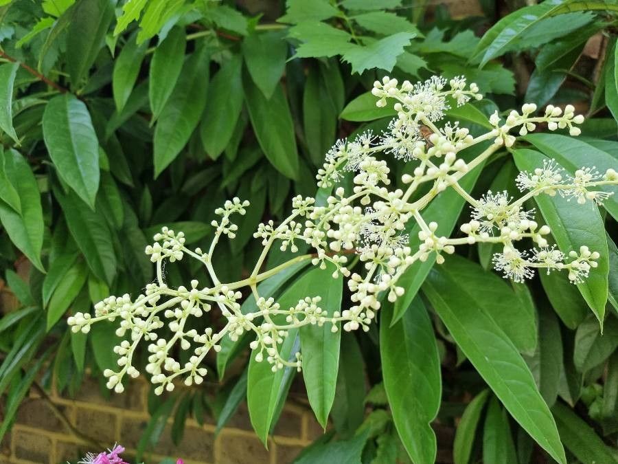 Pileostegia viburnoides flower