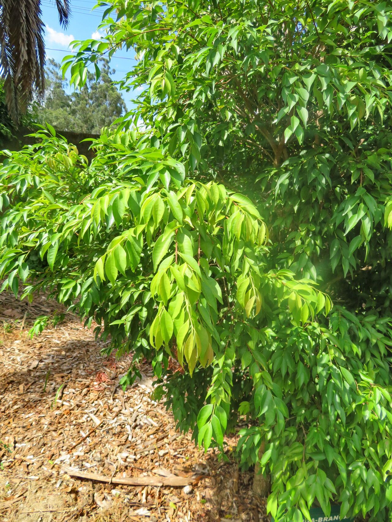 Eugenia ramboi — houseplant care guide