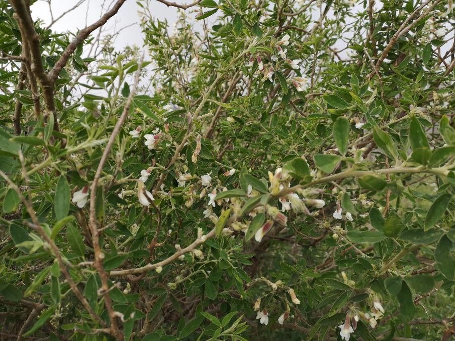 Chamaecytisus prolifer habit