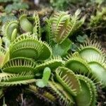 Dionaea muscipula