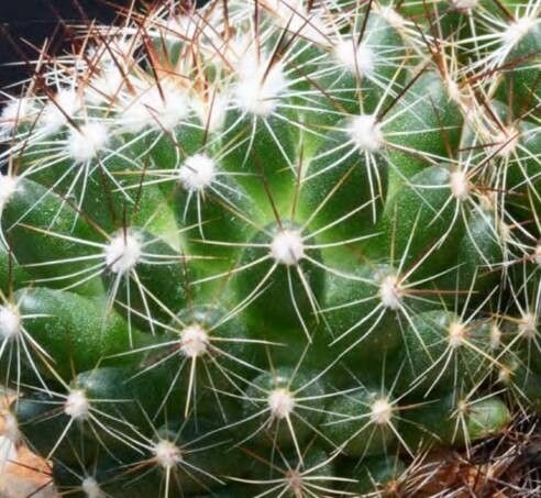 Mammillaria melaleuca habit
