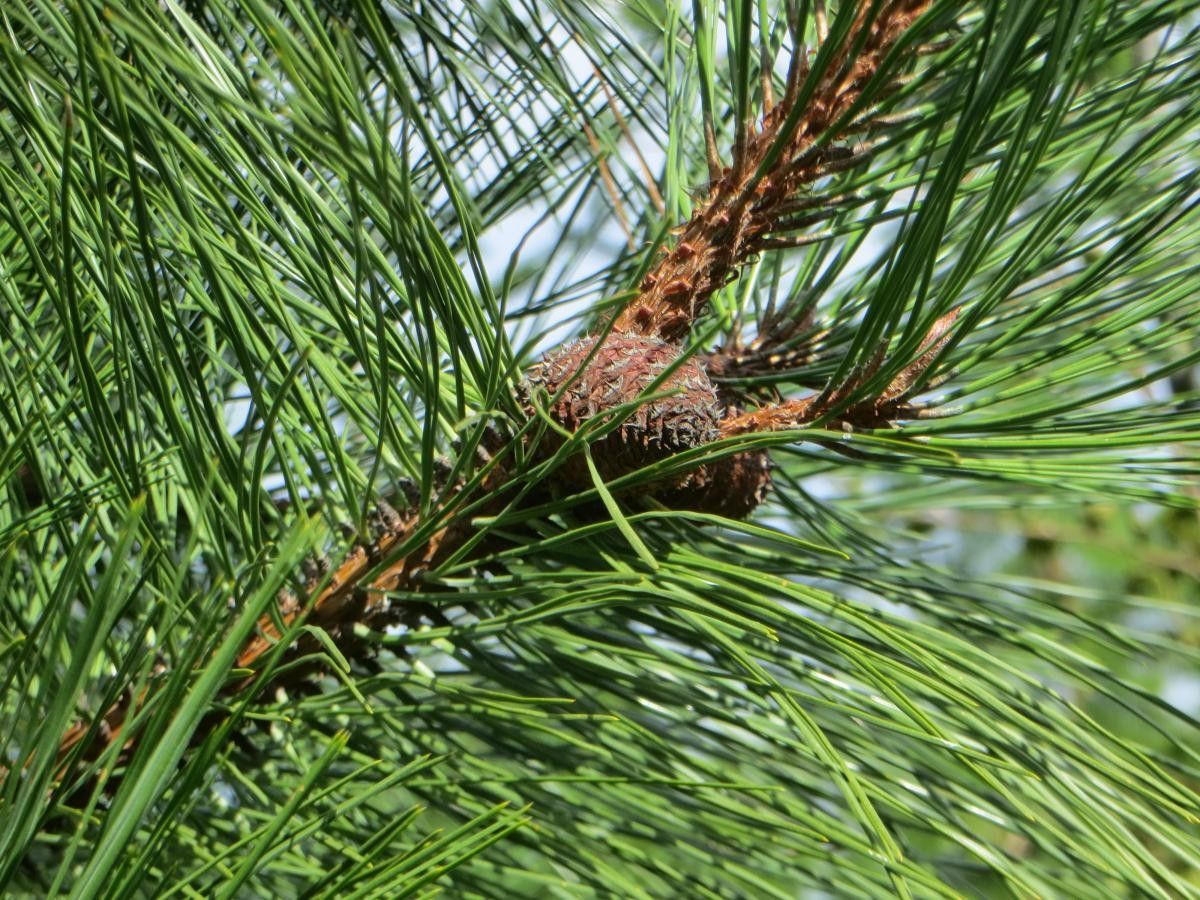 Pinus ponderosa flower