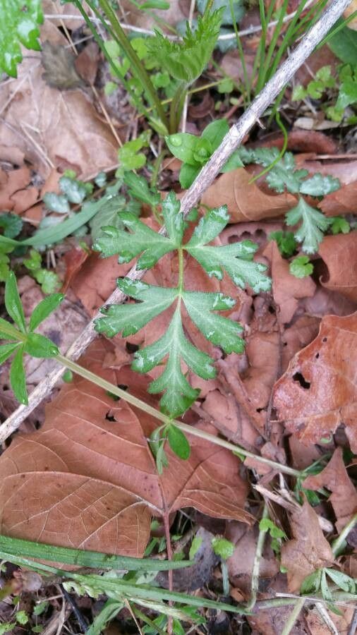 Polytaenia nuttallii — search result for 'Midwestern'