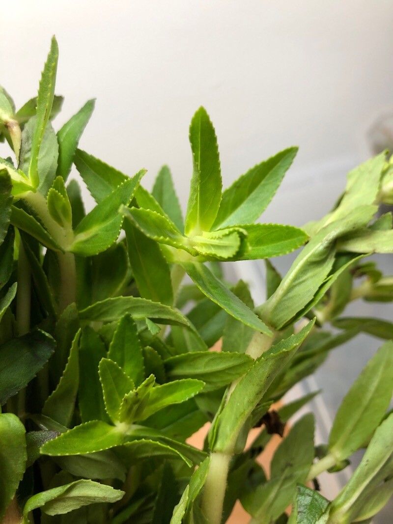 Limnophila aromatica leaf