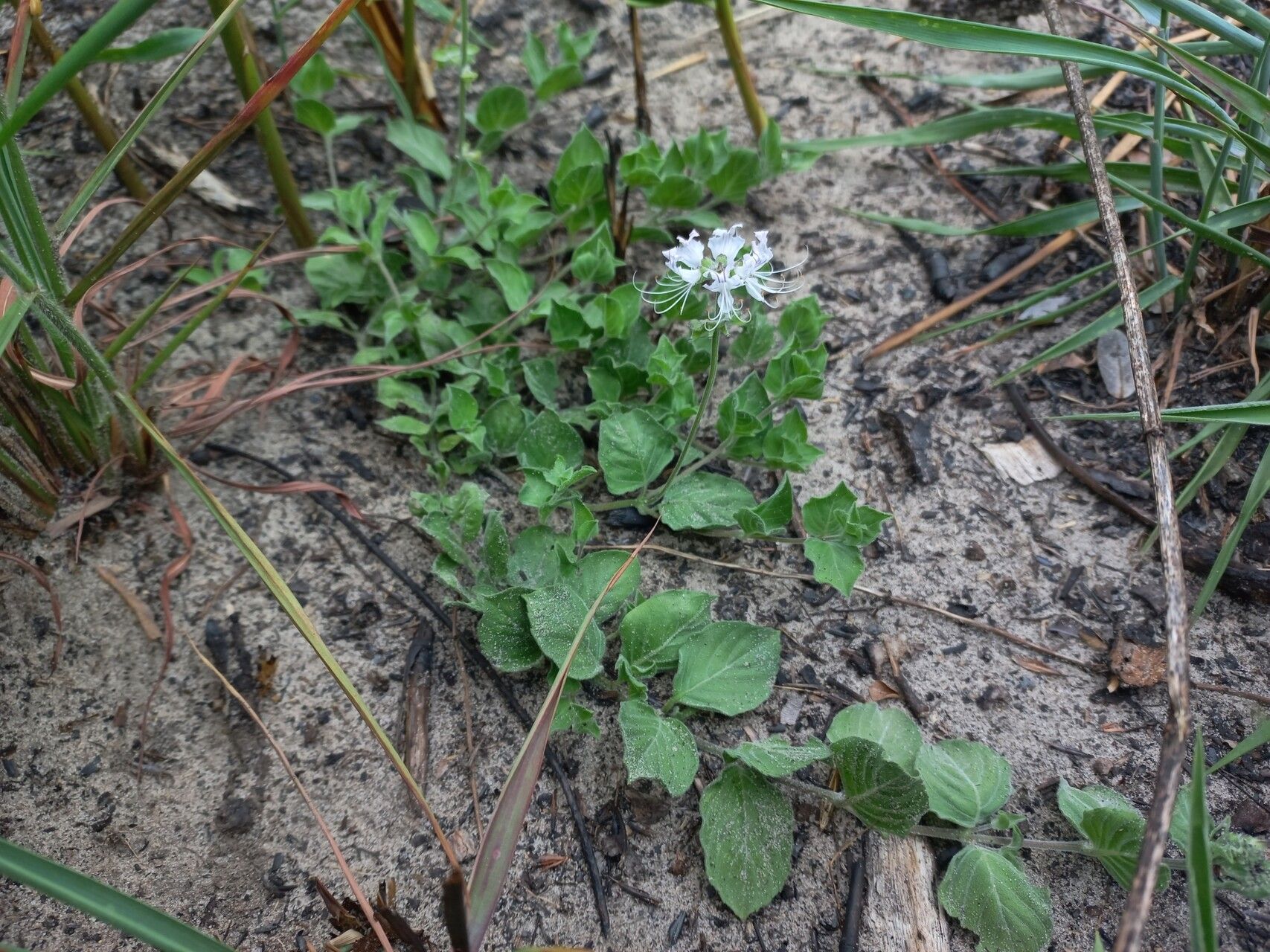 Ocimum decumbens habit