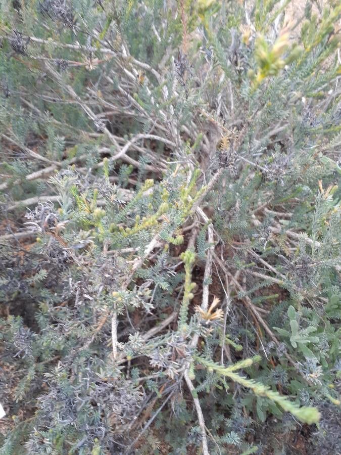 Lechenaultia floribunda — search result for 'Goodeniaceae'