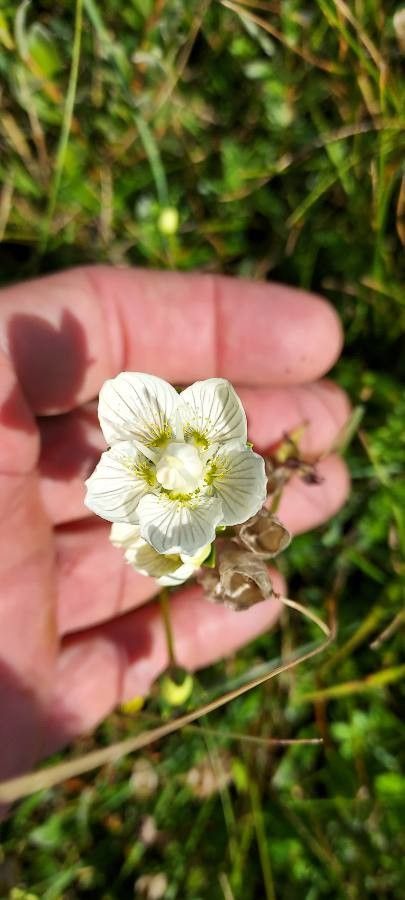 Parnassia californica — search result for 'Celastraceae'