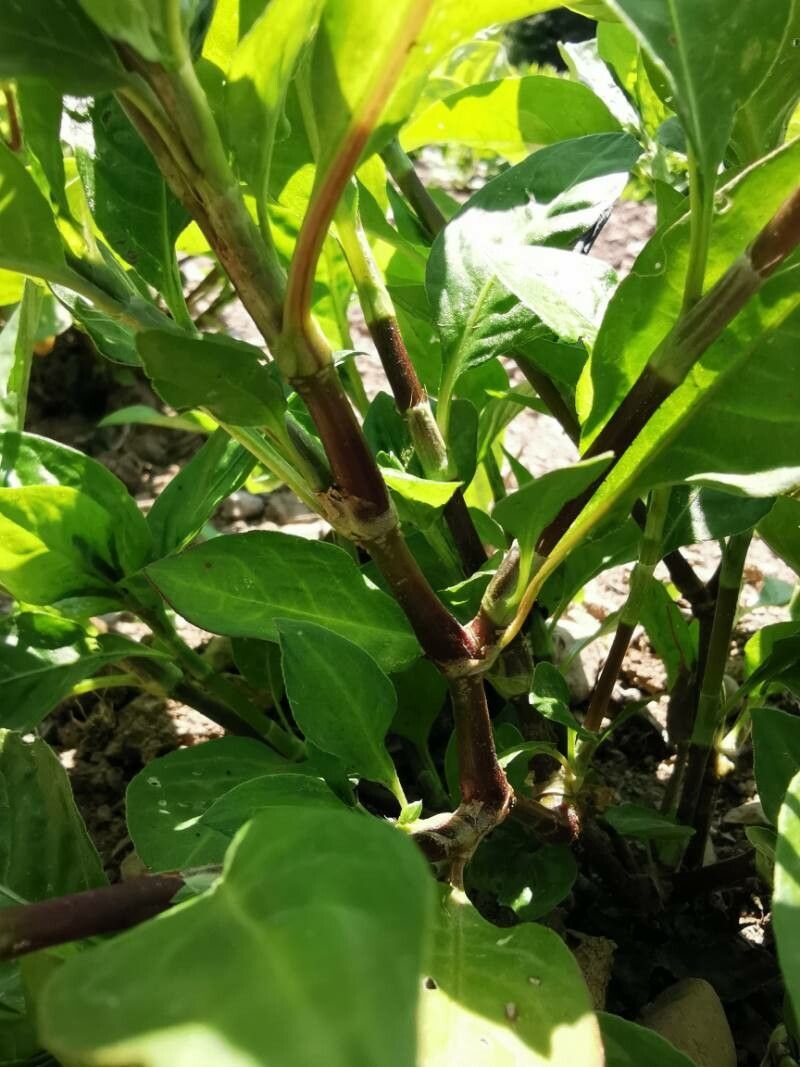Persicaria tinctoria bark