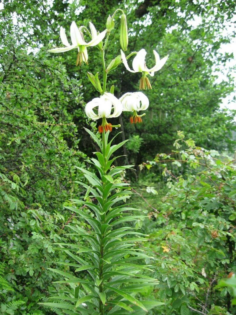 Lilium ledebourii — houseplant care guide