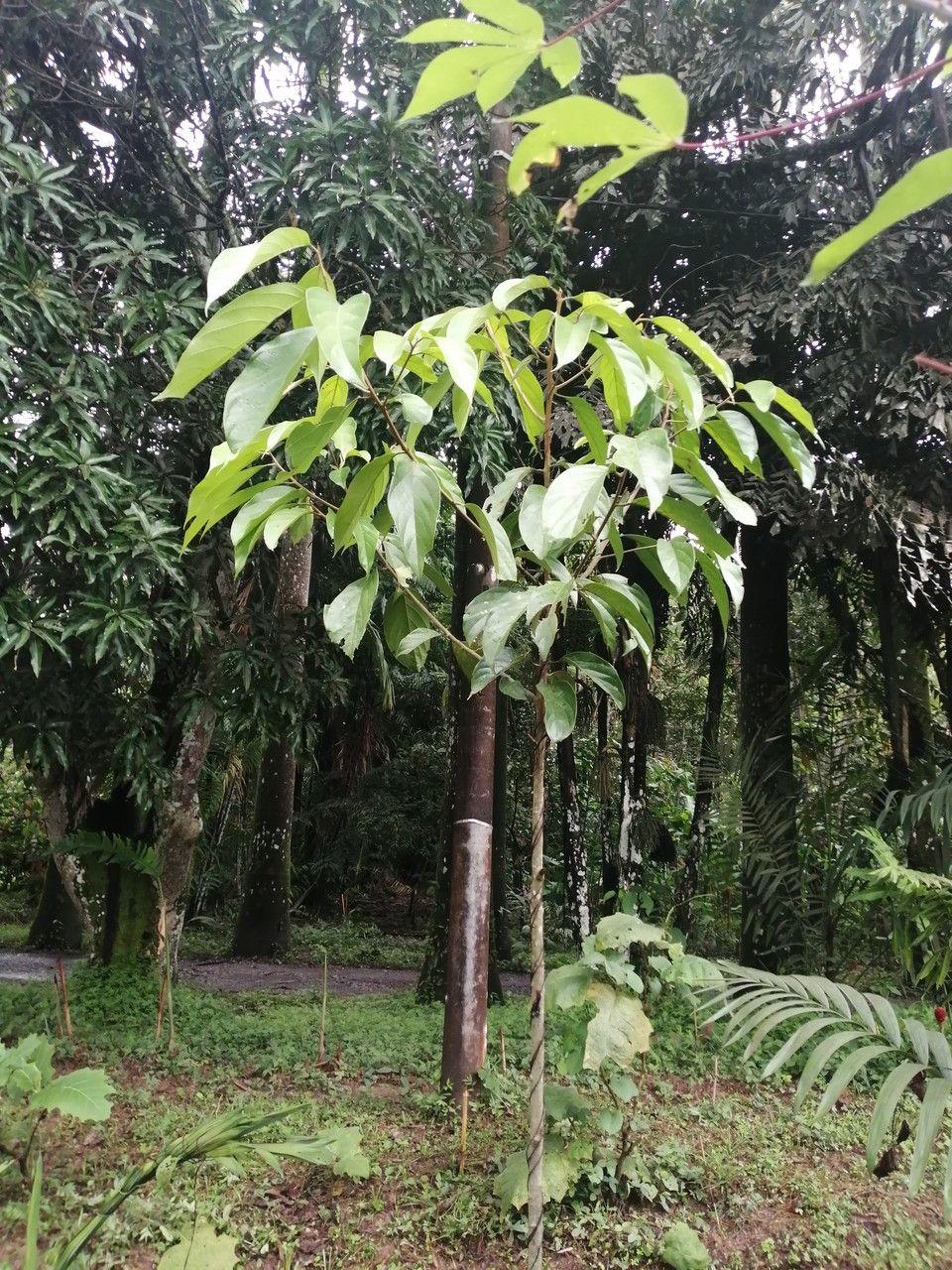 Aniba perutilis — houseplant care guide