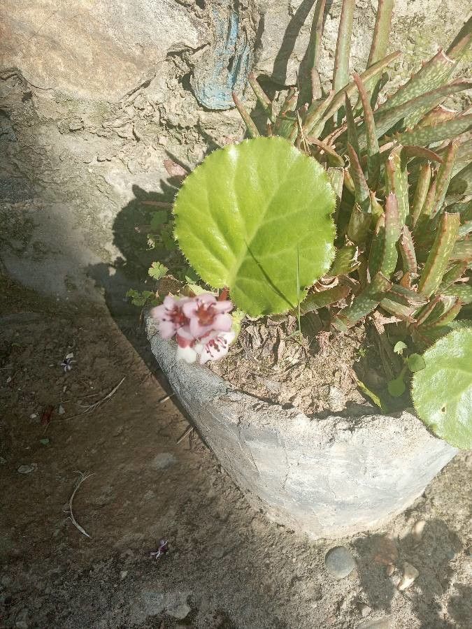 Bergenia pacumbis flower