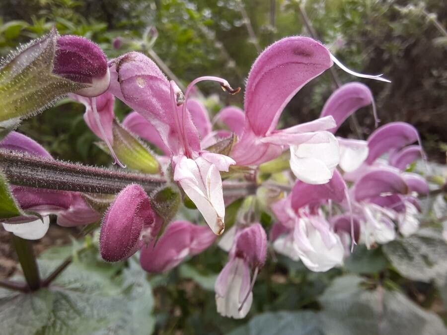 Salvia hierosolymitana flower