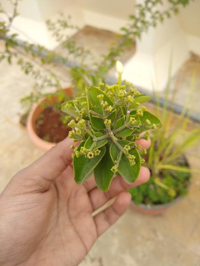 Nuxia congesta — search result for 'Stilbaceae'