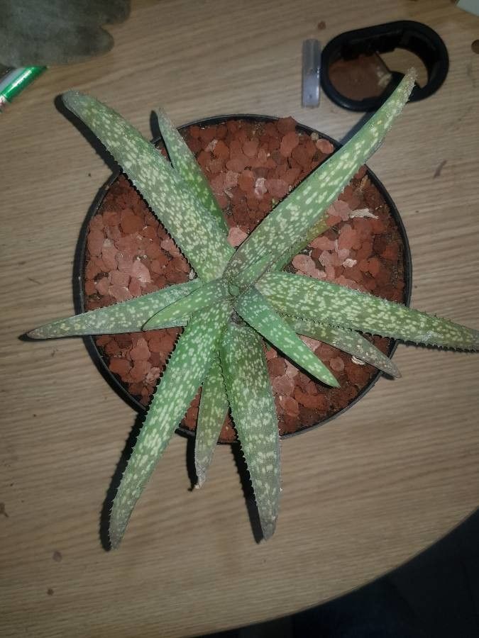 Aloe ellenbeckii — houseplant care guide