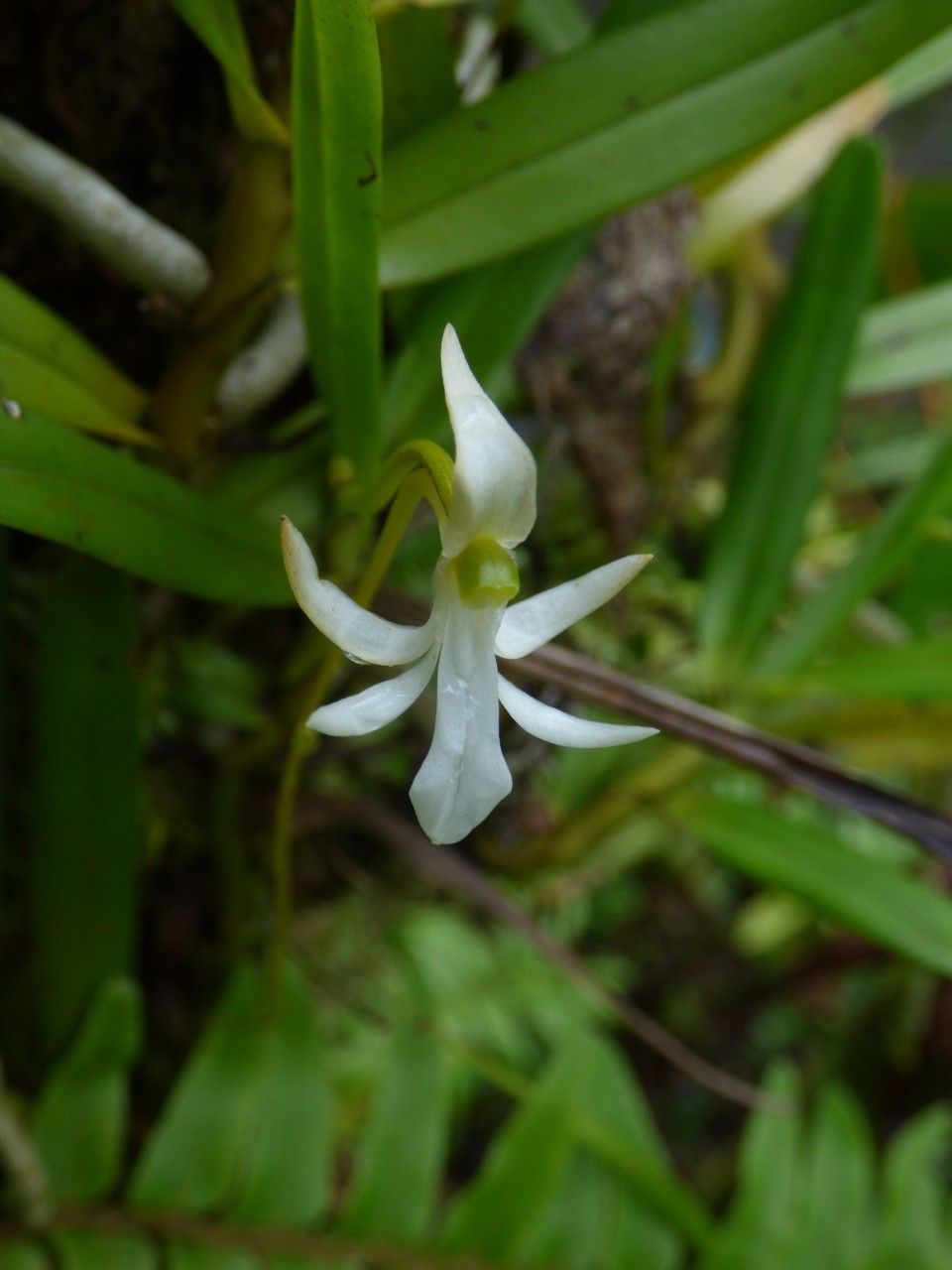 Jumellea exilis flower