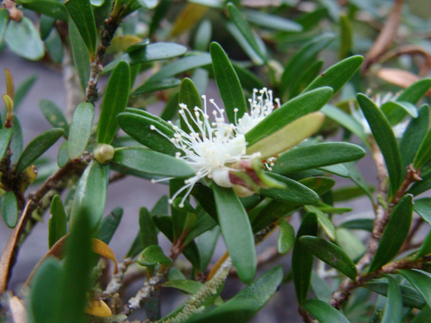 Eugenia poimbailensis — houseplant care guide