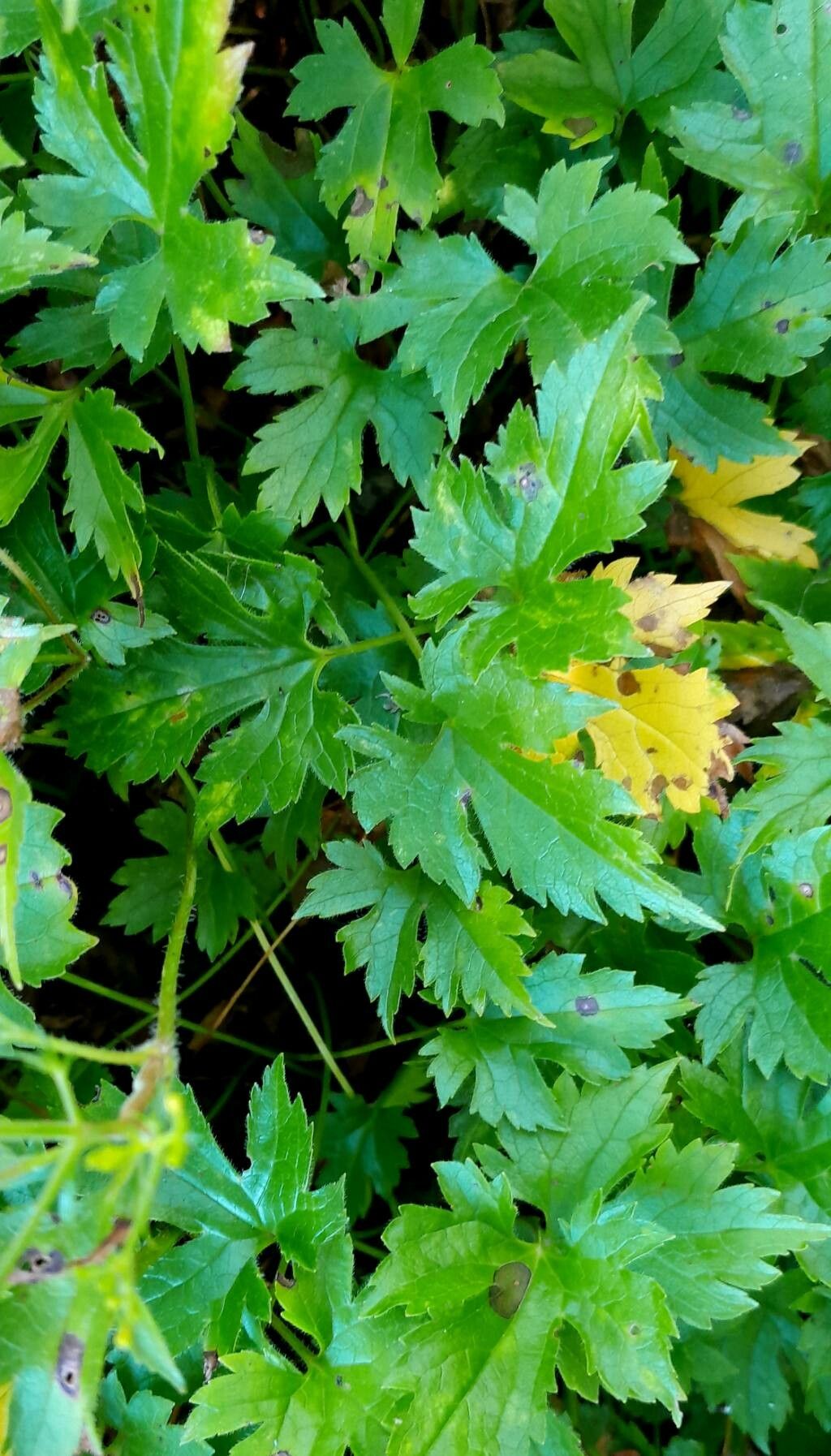 Patrinia trifoliata — houseplant care guide