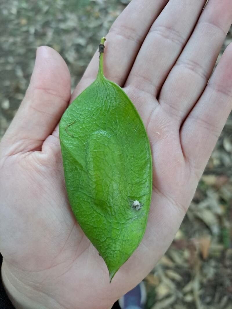 Platymiscium floribundum fruit