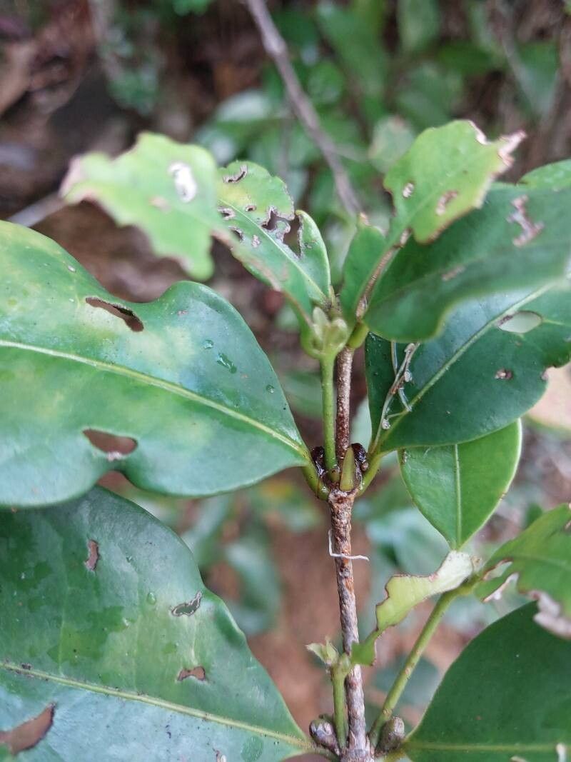 Cassipourea microphylla — search result for 'Cassipourea'