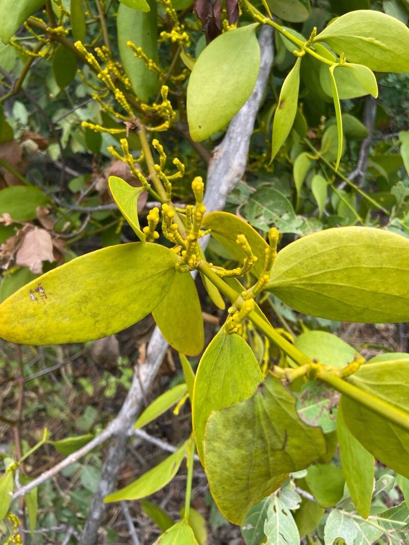 Phoradendron bathyoryctum — related species from the same genus