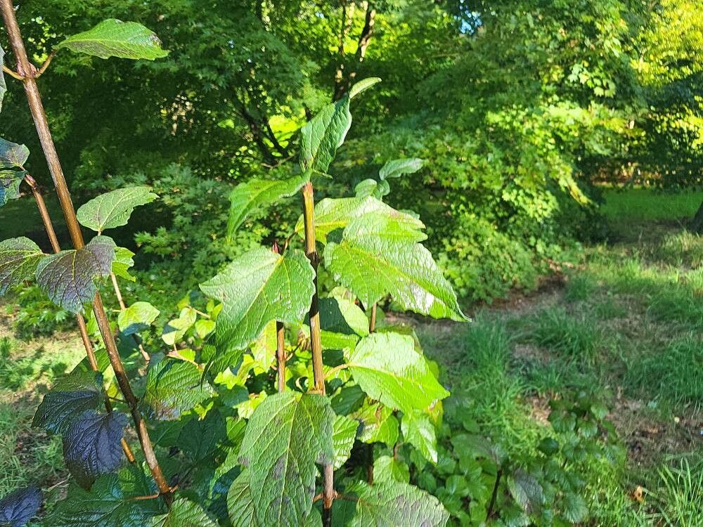 Viburnum orientale leaf