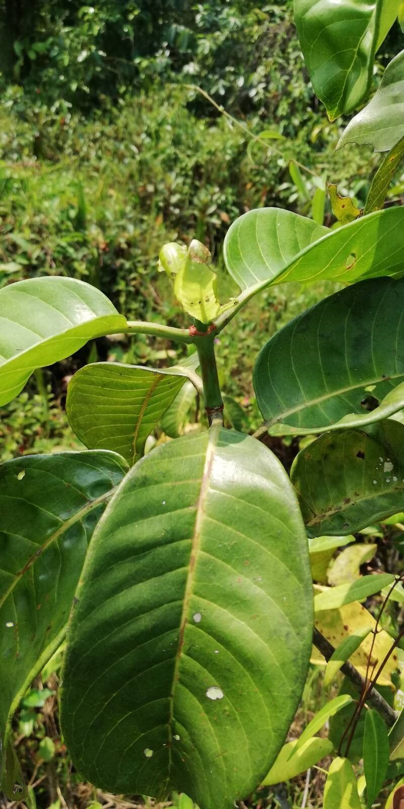Psychotria venosa leaf