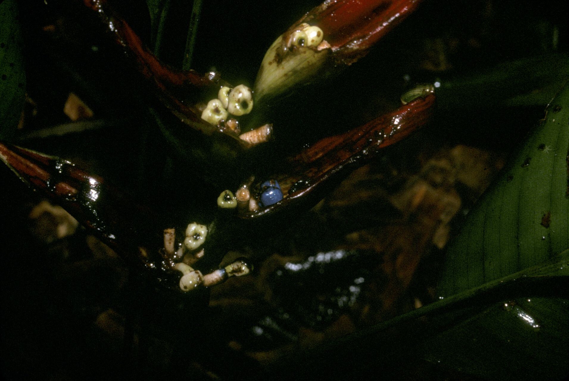 Heliconia lourteigiae fruit