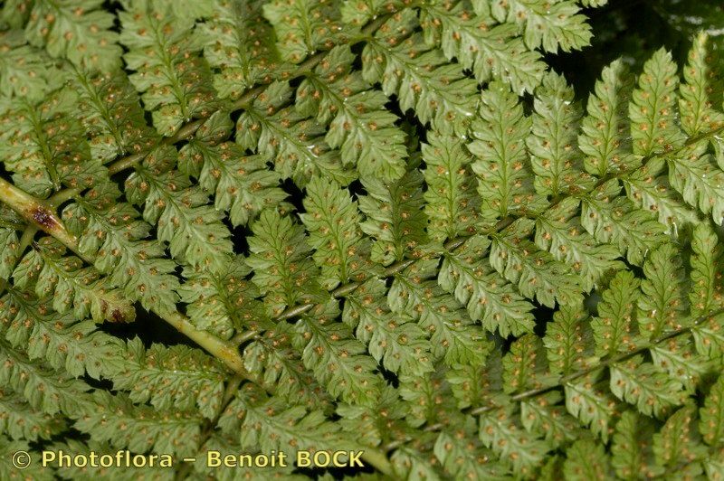 Dryopteris crispifolia bark