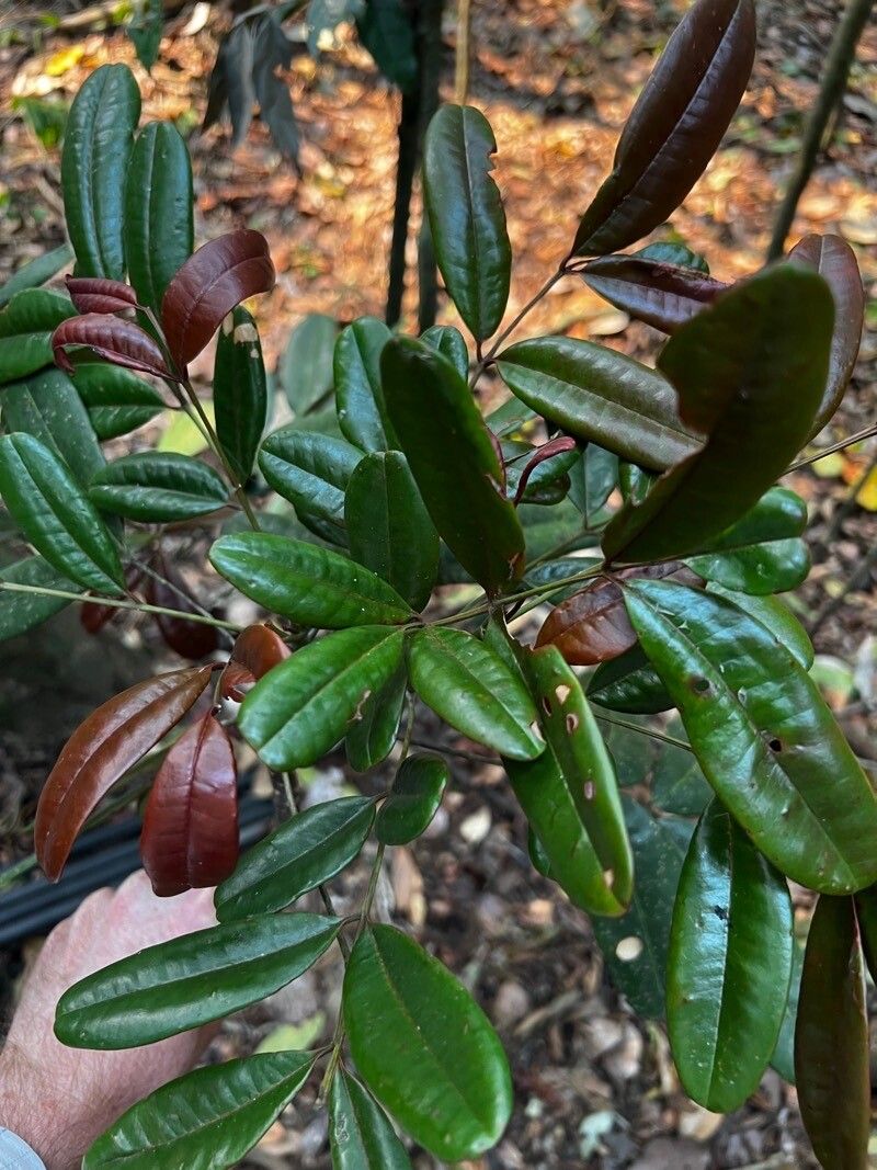 Quassia gabonensis leaf