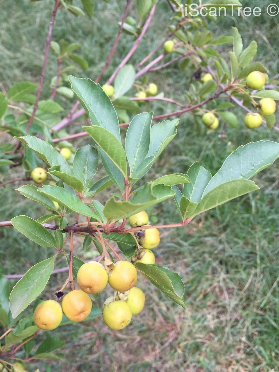 Vitex harveyana fruit
