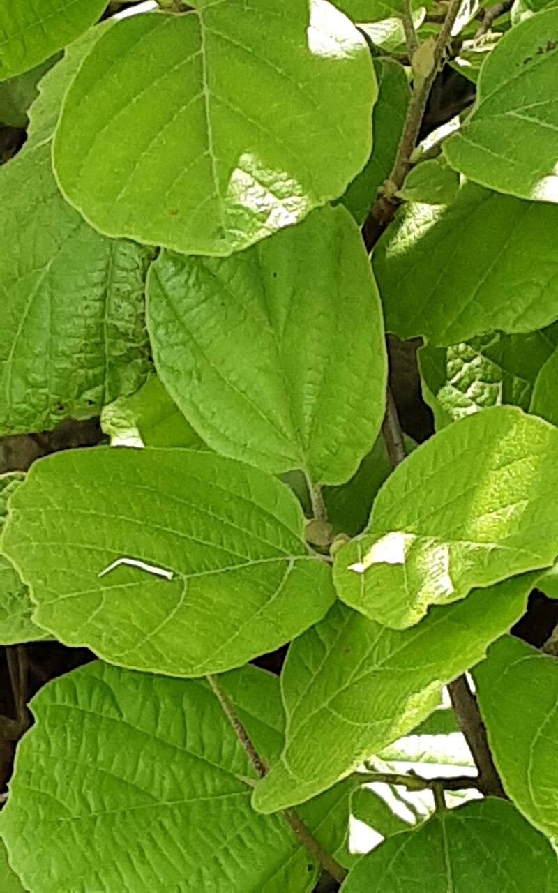 Fothergilla latifolia leaf