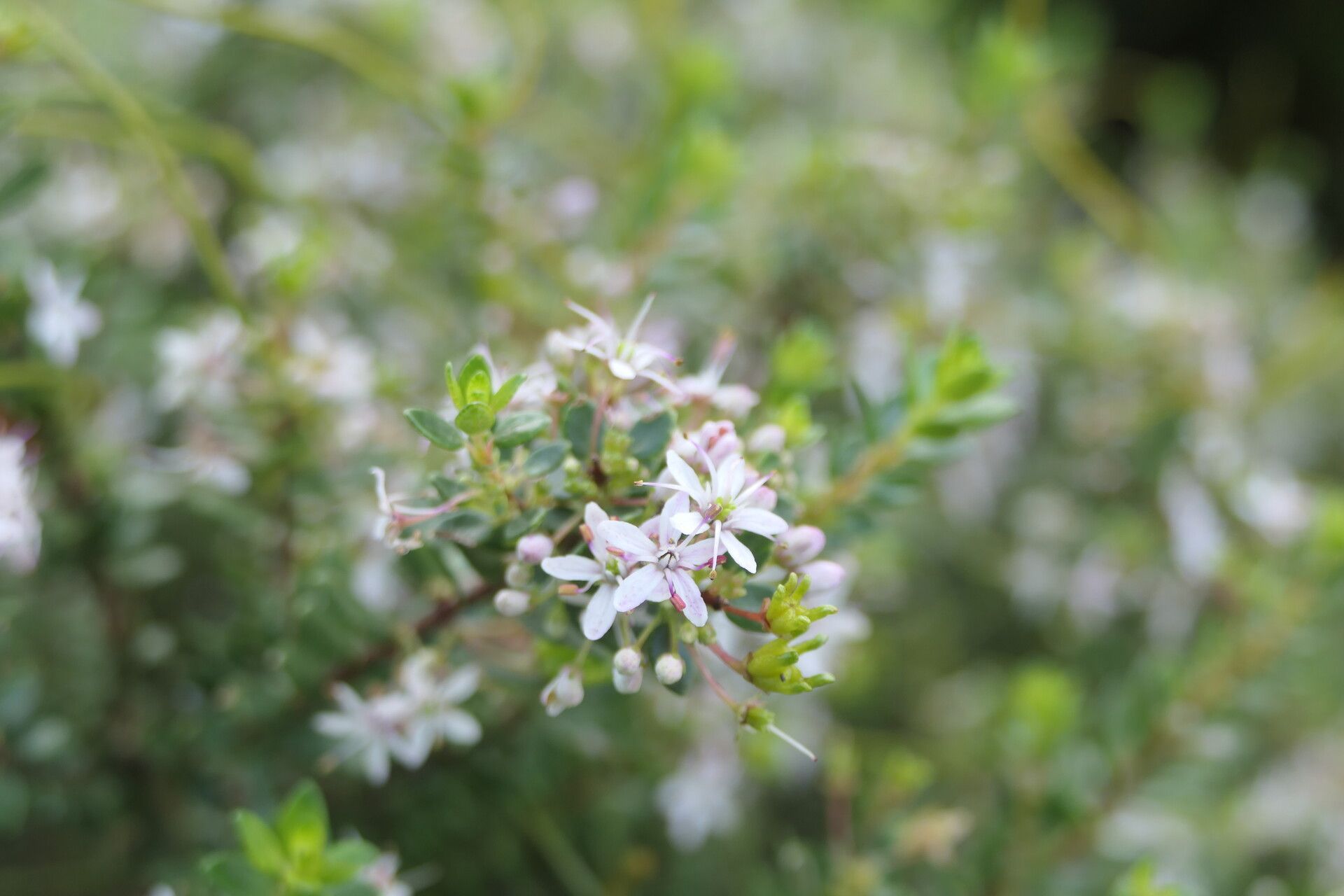 Agathosma ovata flower