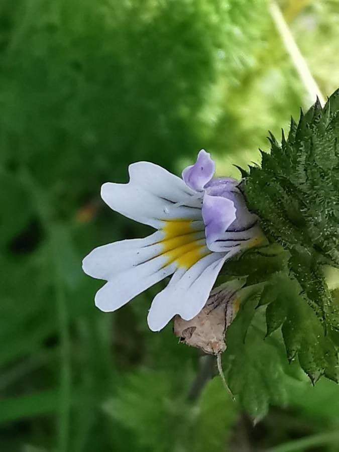 Euphrasia officinalis flower