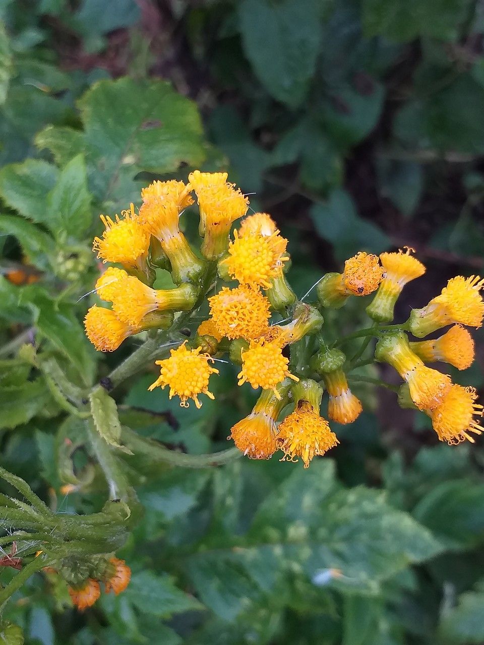 Senecio lyratus flower