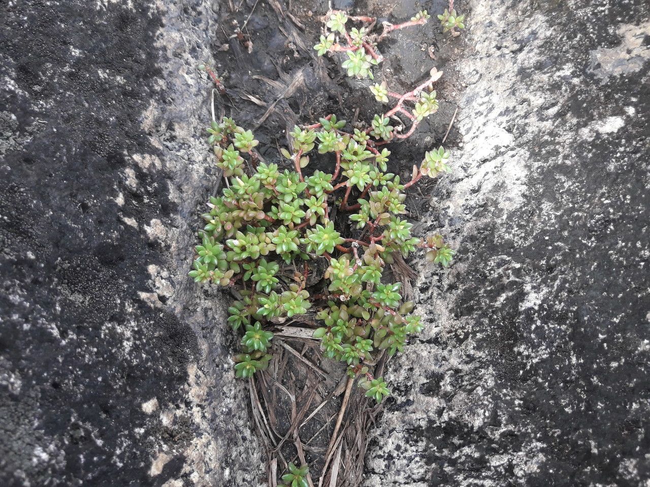 Portulaca sedifolia habit