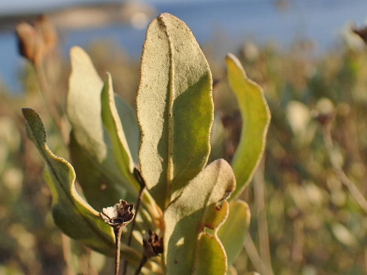 Cistus halimifolius fruit