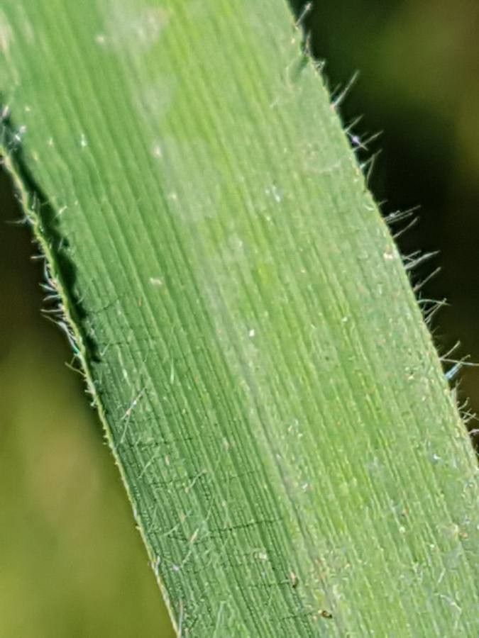 Bromopsis ramosa — search result for 'Bromus'