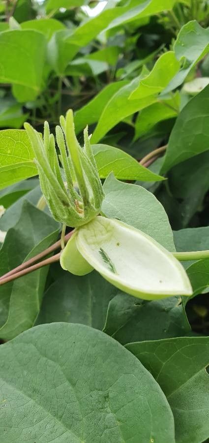 Thunbergia guerkeana other