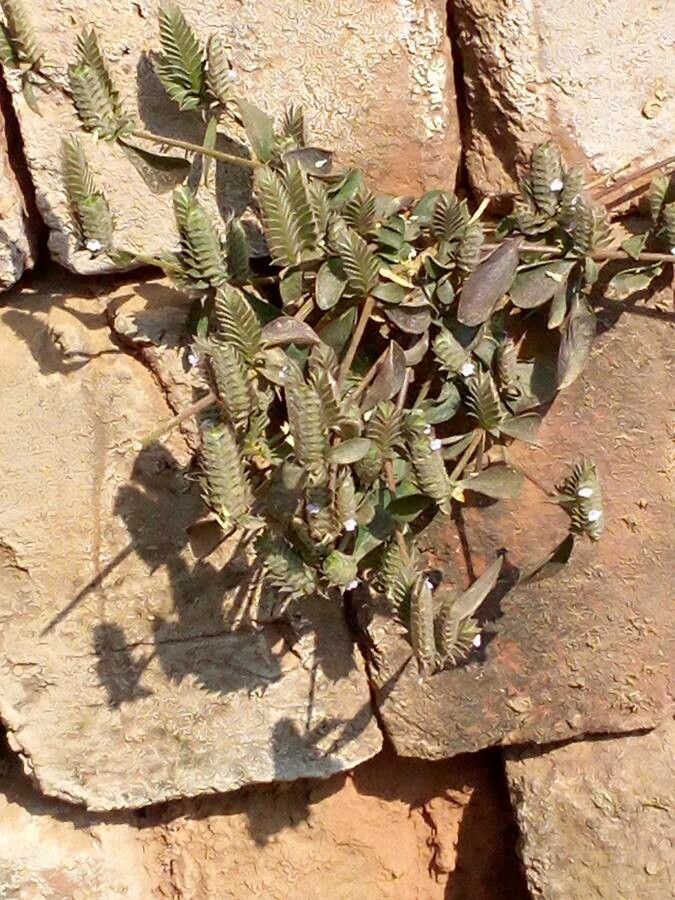 Rungia pectinata flower