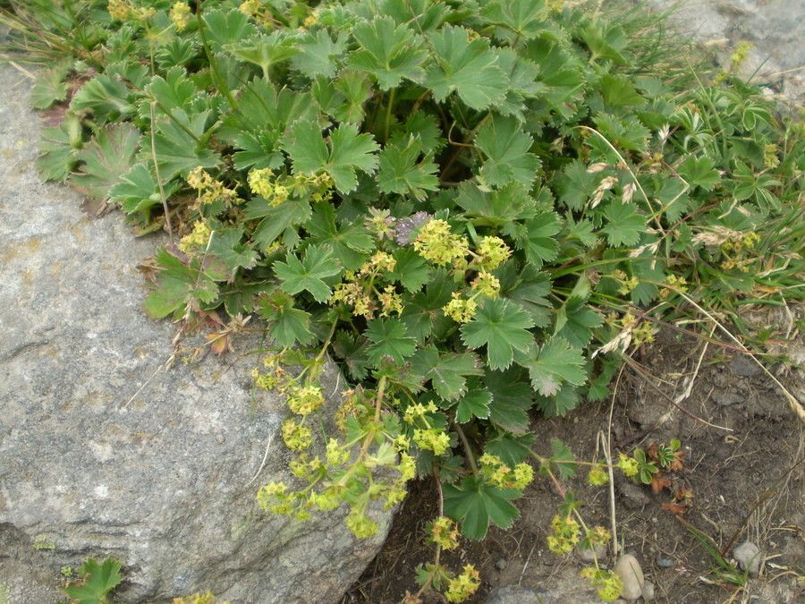 Alchemilla vetteri habit