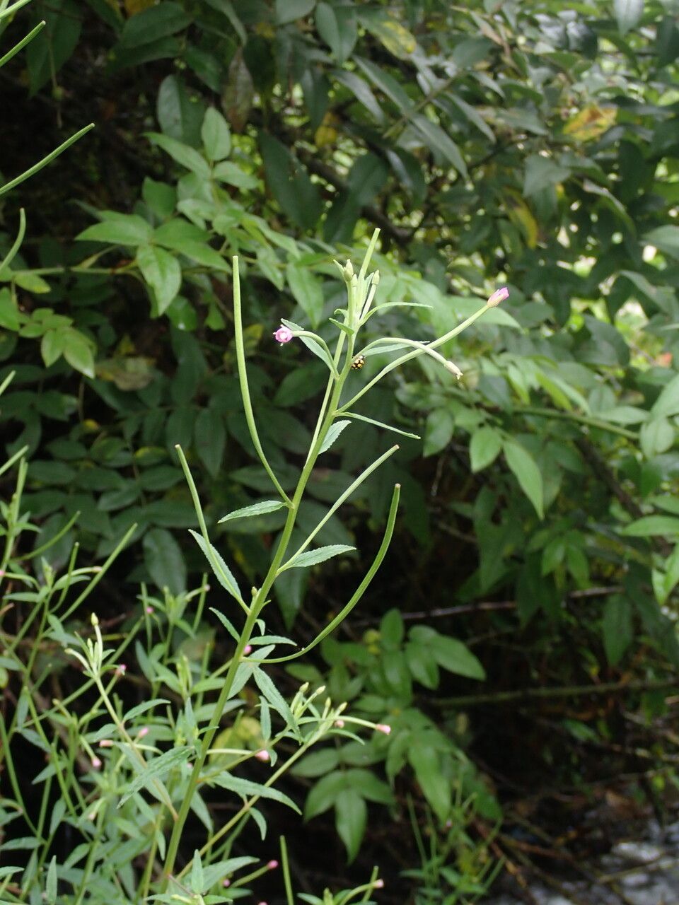 Epilobium cylindricum habit