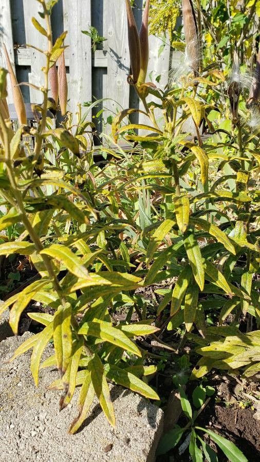 Salix humilis — search result for 'Salix'