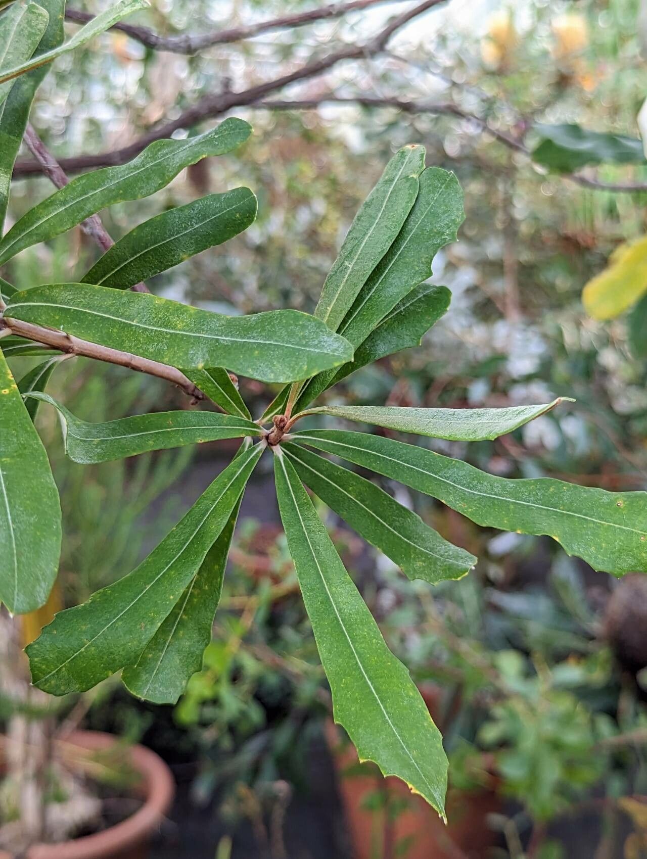 Banksia dentata — search result for 'Banksia'