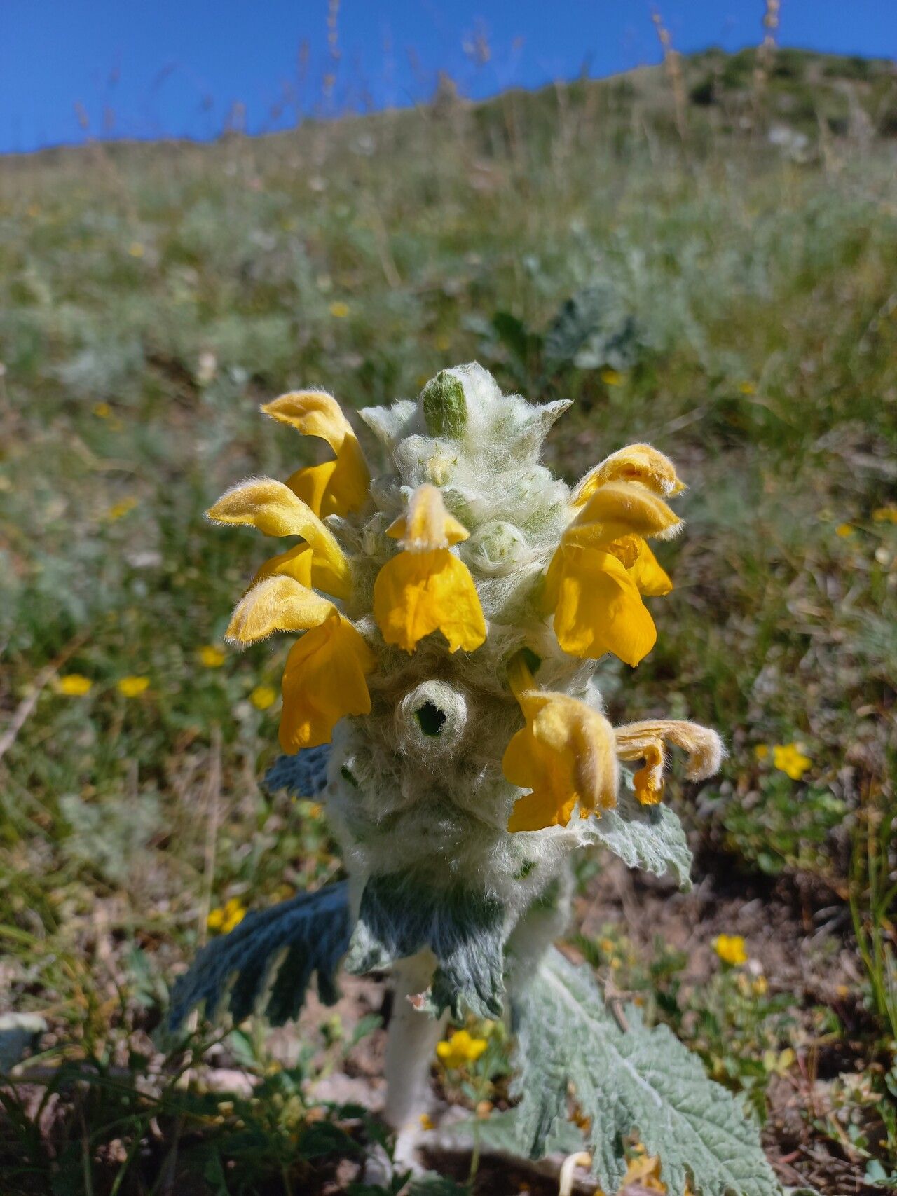 Phlomoides speciosa flower
