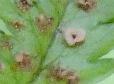 Dryopteris remota habit