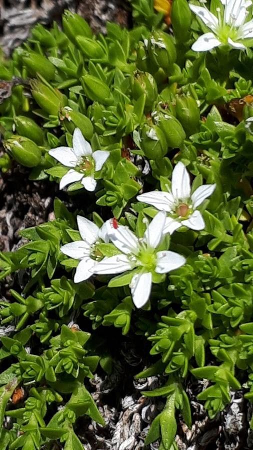Minuartia rupestris flower