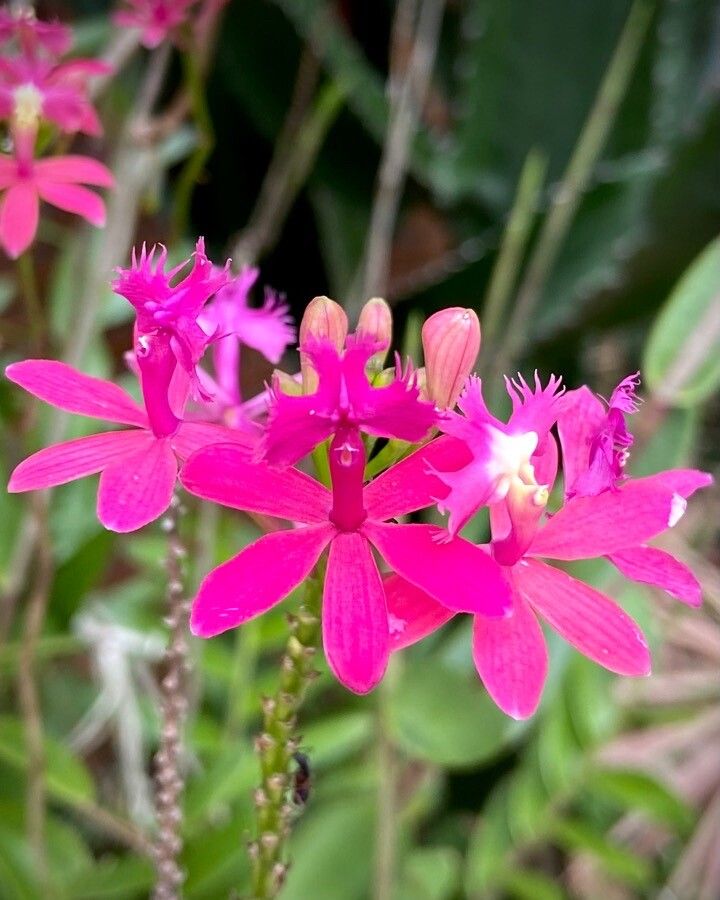 Epidendrum denticulatum flower