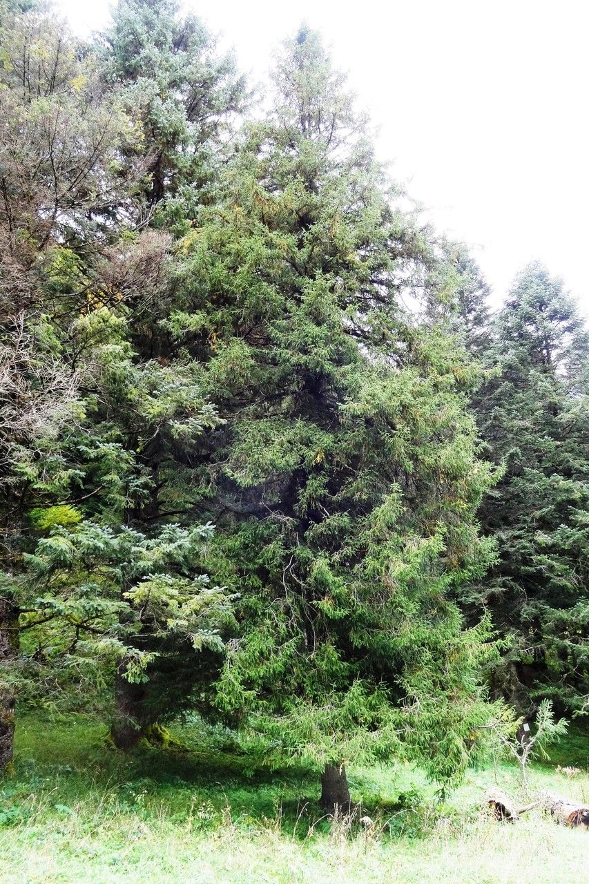 Picea purpurea habit