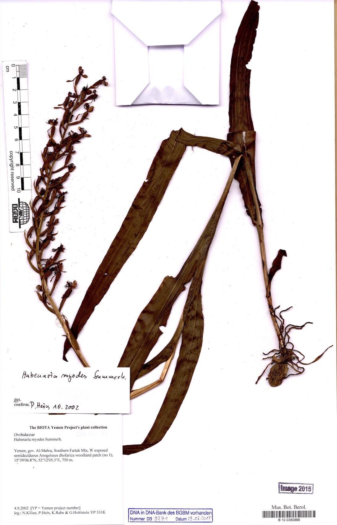 Habenaria myodes — houseplant care guide
