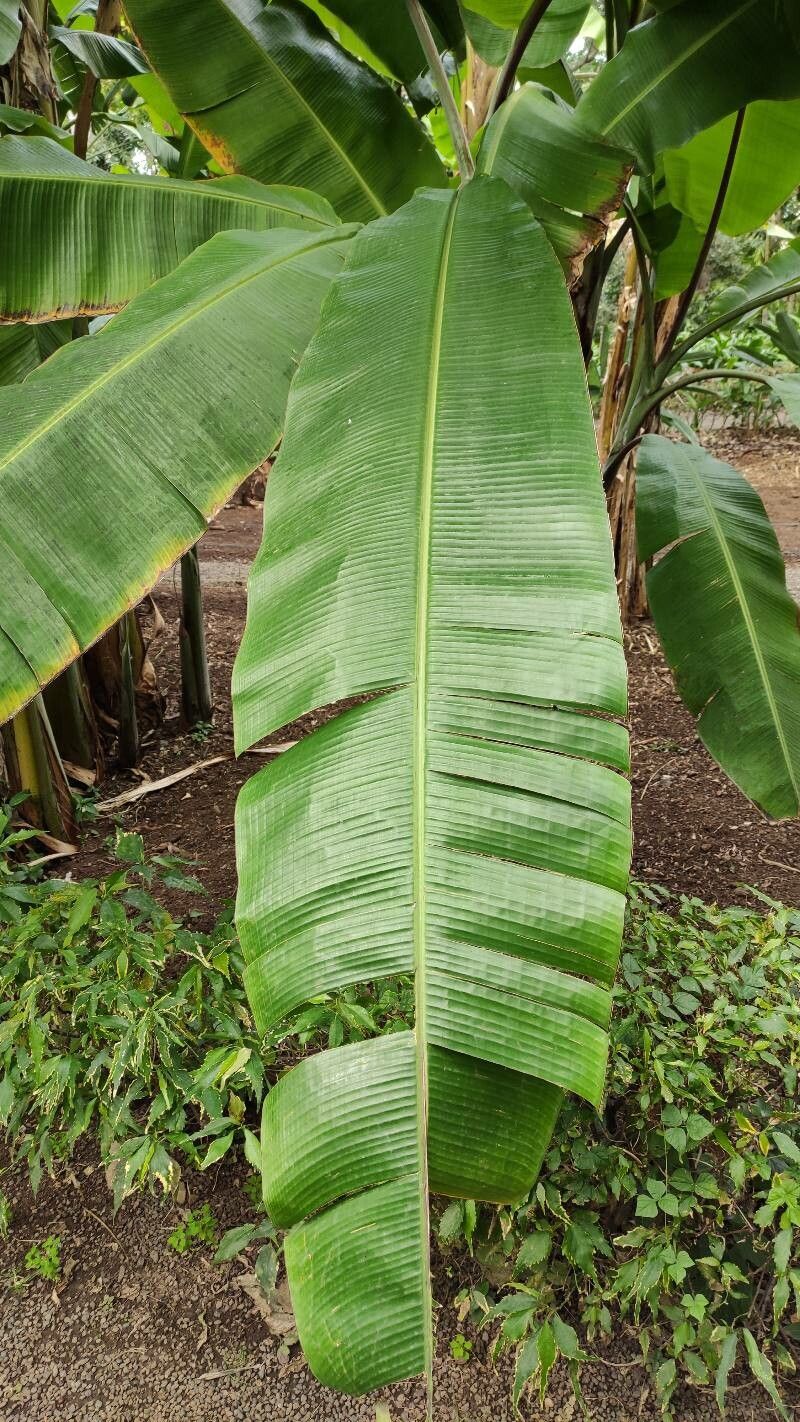 Musa nagensium — search result for 'Musa'